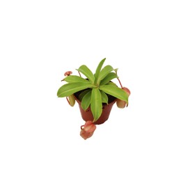 Monkey Cup Nepenthes - 3" from California Tropicals