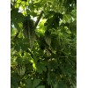 Fresh Bitter Melon 50 Seeds Package Fresh Harvested US Seller