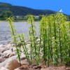 Cayway Model Bamboo Trees, 2 Size Green Plastic Bamboo Trees