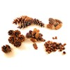 70 PCS Christmas craft pinecones mixed sizes