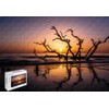 500 Piece Jigsaw Puzzle - Driftwood Beach Jekyll Island Georgia
