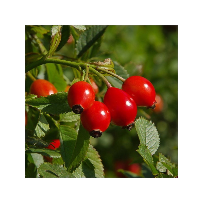 [Chamgoods] Organic Rosehip Powder 120g 5 cans / [참굿즈] 유기농