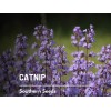 Fresh Catnip - 250 Seeds - Culinary & Medicinal Herb