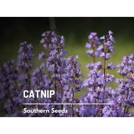 Fresh Catnip  - 250 Seeds - Culinary & Medicinal Herb - Non GMO