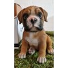 Vivid Arts Pet Pals - Boxer Puppy