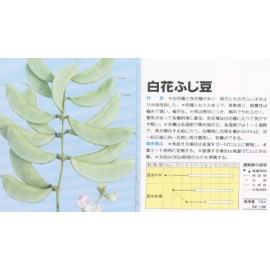 White 15+ SHIROHANA FUJIMAME Japanese White Hyacinth Bean Seeds Lablab  白花ふじ豆 白花扁豆