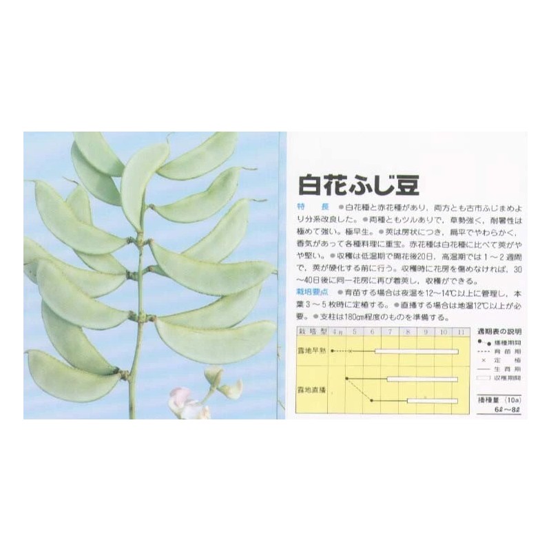 White 15+ SHIROHANA FUJIMAME Japanese White Hyacinth Bean Seeds Lablab