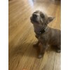 Adjustable Soft Polyester Dog Collar: Featuring a Cute and Adorable
