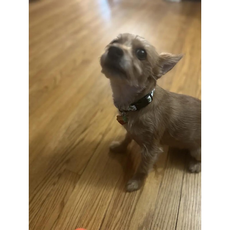Adjustable Soft Polyester Dog Collar: Featuring a Cute and Adorable