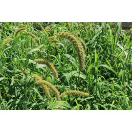German R Foxtail Millet Seed (5 Lbs.)