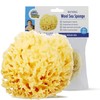 Baby Buddy Absorbent Natural Bath Sponge, Ultra Soft Premium Sea