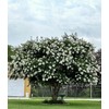 White Flowering Ornamental Crepe Myrtle Trees - Quart Containers -