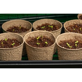 Round Zucchini Seeds for Planting - Heirloom, Non-GMO, USA Grown Seeds in Premium Waterproof Packaging with Plant Information and Instructions - Cucurbita Pepo