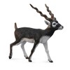 CollectA Blackbuck