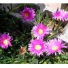 Happy Garden 20 Fresh Cuttings Ice Plant,Purple Pink Color, Ground