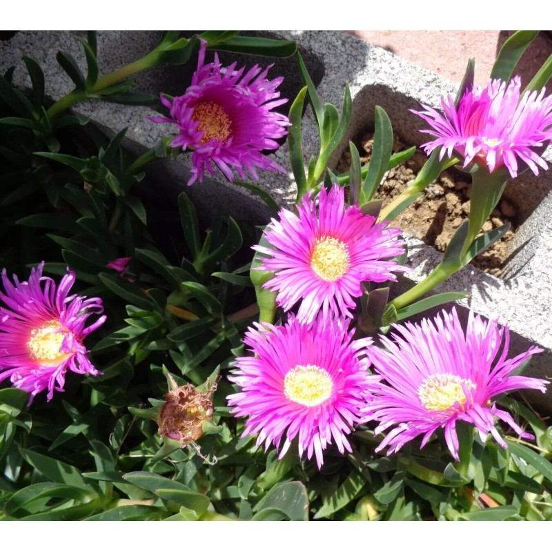 Happy Garden 20 Fresh Cuttings Ice Plant,Purple Pink Color, Ground