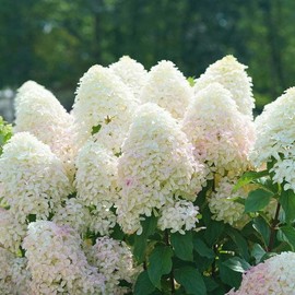 Live plant from Green Promise Farms Hydrangea pan. Quick Fire Fab (Panicle) Shrub, 3 Size Container Proven Winners, White to Pink Flowers