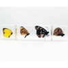 Real Insect Specimens Sets, Butterfly in Resin Paperweight Crafts, Animal