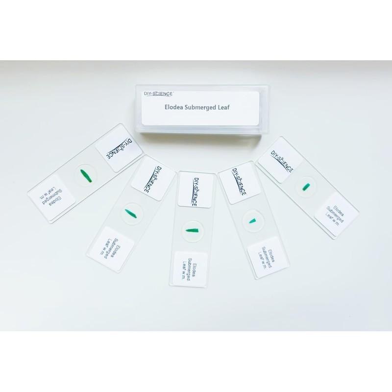 Elodea Submerged Leaf Prepared Microscope Slides, 5 Pack Prepared Slides