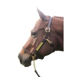 Tack Shack of Ocala Leather Halter with Customized Engraved Name Plate (Warmblood)