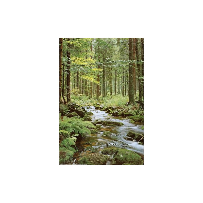 AllPosters Wall Poster Forest Creek, 24x36