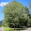 Red Maple, Deciduous, Tall, Shade Tree, Hardy, Rapid Growth, 5