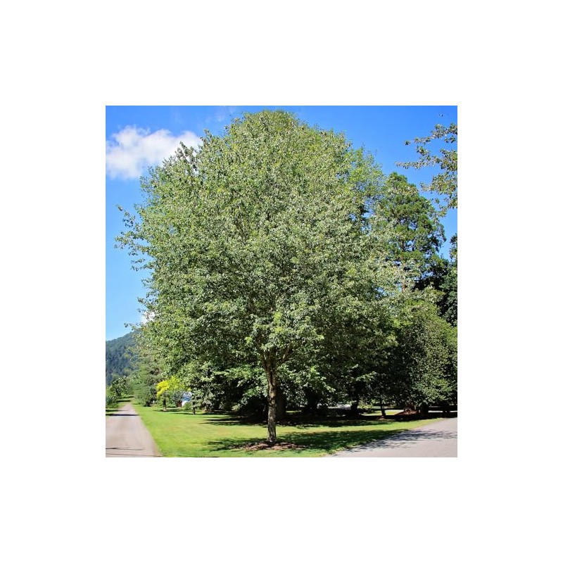 Red Maple, Deciduous, Tall, Shade Tree, Hardy, Rapid Growth, 5