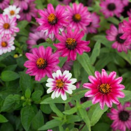 Eden Brothers Zinnia Seeds - Profusion Cherry Bicolor, Non-GMO Seeds for Planting, Packet | Low-Maintenance Flower Seeds, Plant During Spring, Zones 2, 3, 4, 5, 6, 7, 8, 9, 10
