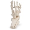 Medical Anatomical Skeleton Foot Model, Life Size