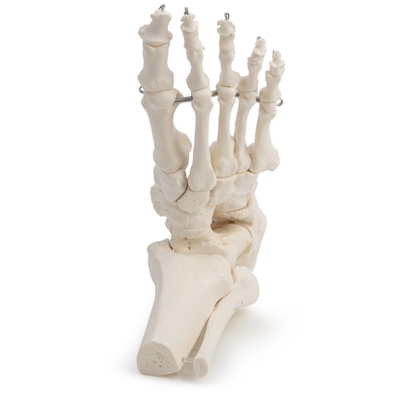 Medical Anatomical Skeleton Foot Model, Life Size