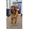 Big Dog Styles Head Collar. Made in UK for Large