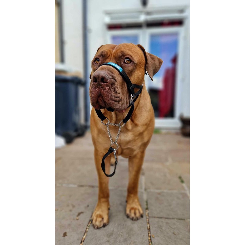 Big Dog Styles Head Collar. Made in UK for Large