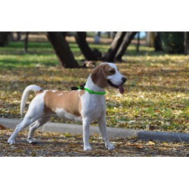 Aiminto Braided Round Martingale Dog Collar, Training Collar with Slidable Stop Ring and Adjustable Stopper - Ideal for Medium Dogs (M(1/3") - 18" Long, Light Green)