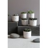 Good old Friends Mini Flower Pot Lucky