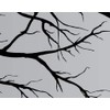 Vinyl Wall Art Mural Decal Tree Top Branches 67"(w) X