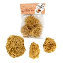 Constantia Pets Hermit Crab Natural Sea Sponges - EXTRA LARGE, Unbleached, 3"-4", 3 Pack, Provides Nutrients, Safer Drinking and Helps Maintain Habitat Tank Humidity
