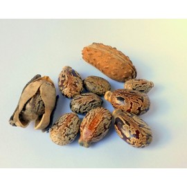 Kyabo Jamaican Black Castor Oil, Moisturize and Revitalize Skin, Strengthen, Thicken, Increase Hair Growth. For All Skin and Hair-100% Organic Cold-Pressed (16 Fl Oz)