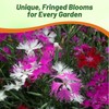 Outsidepride Superbus Mix Dianthus Seeds for Planting - 5000 Pcs