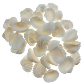 Wankko 300pcs Sea Shells Mixed Ocean Beach Seashells, Various Sizes Natural Seashells for Fish Tank, Home Decorations, Beach Theme Party, Candle Making, Wedding Decor, DIY Crafts, Fish Tan