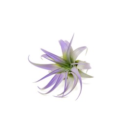 Purple Colorful Tillandsia Air Plants - Long Lasting Color Enhanced Live Tillandsia Succulent House Plants - Home and Garden Decor - Easy Care Indoor and Outdoor (Brachycaulos Abdita, Pack of 3)