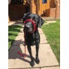 L&J Pets UK All in one Headcollar Lead/Halter/Head Collar To