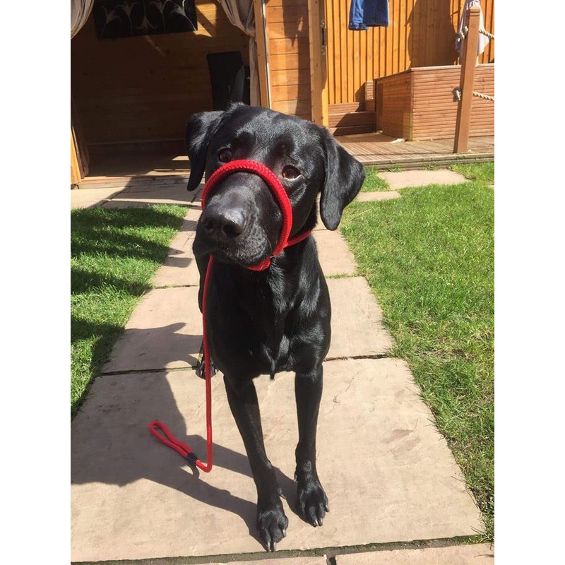 L&J Pets UK All in one Headcollar Lead/Halter/Head Collar To