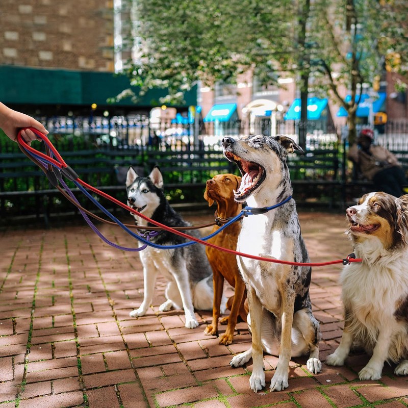 FOVRLZSE 5-Pack No-Pull Dog Slip Leads 5FT Adjustable, Red/Black/Blue/Brown/Purple (for