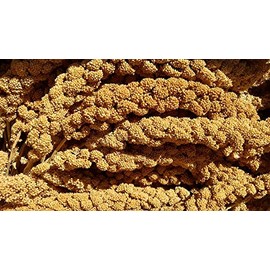 California Golden Spray Millet for Birds - Premium Spray Millet