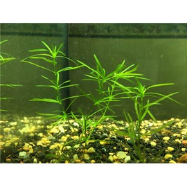 Aquarium Plant Center Guppy Grass Najas guadalupensis 1 Portion