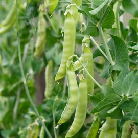 30+ Seed Oregon Giant Snow Pea Seed for Planting Outdoor-Non-GMO Heirloom Vegetables Seed Plant in Your Containers Home Garden