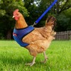 Chicken Harness and Leash Set，Black M