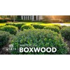 Winter Gem Boxwood | 10 Live Plants | Buxus microphylla