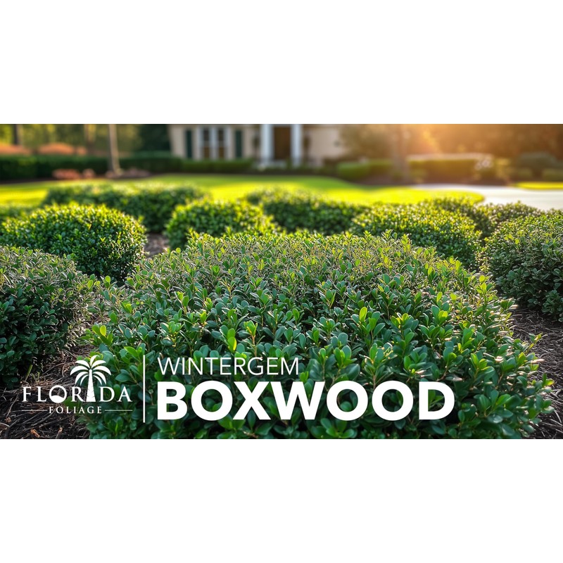 Winter Gem Boxwood | 10 Live Plants | Buxus microphylla