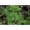 Lowhill Valley Cleavers Herb Herbal Tea - Nourish Your Body